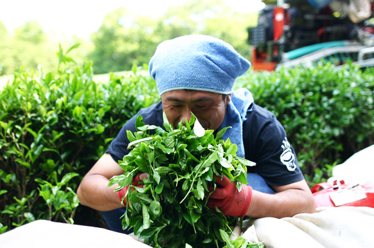 タツミ茶園｜ブランディング・アートディレクション