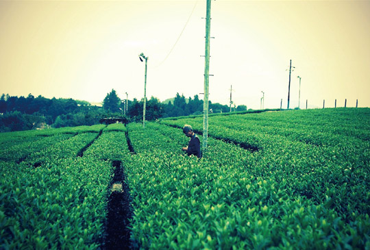 一次産業ブランディングデザイン
