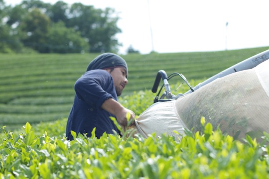農業ブランディングデザイン