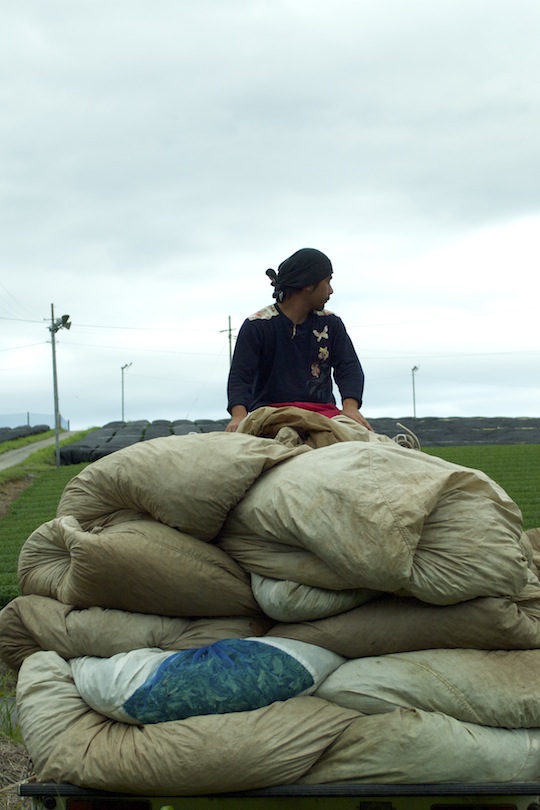 人と自然茶畑の中で